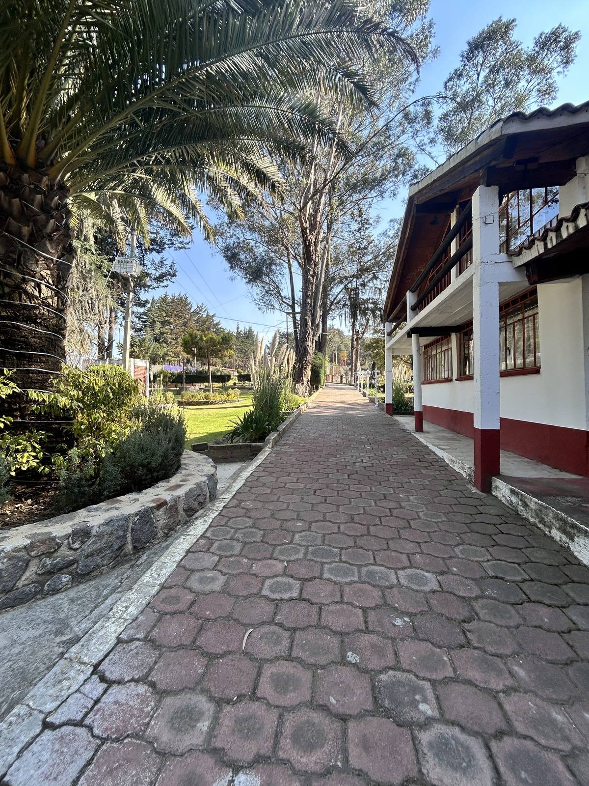 Andador de piedra bajo palmeras hacia el edificio principal