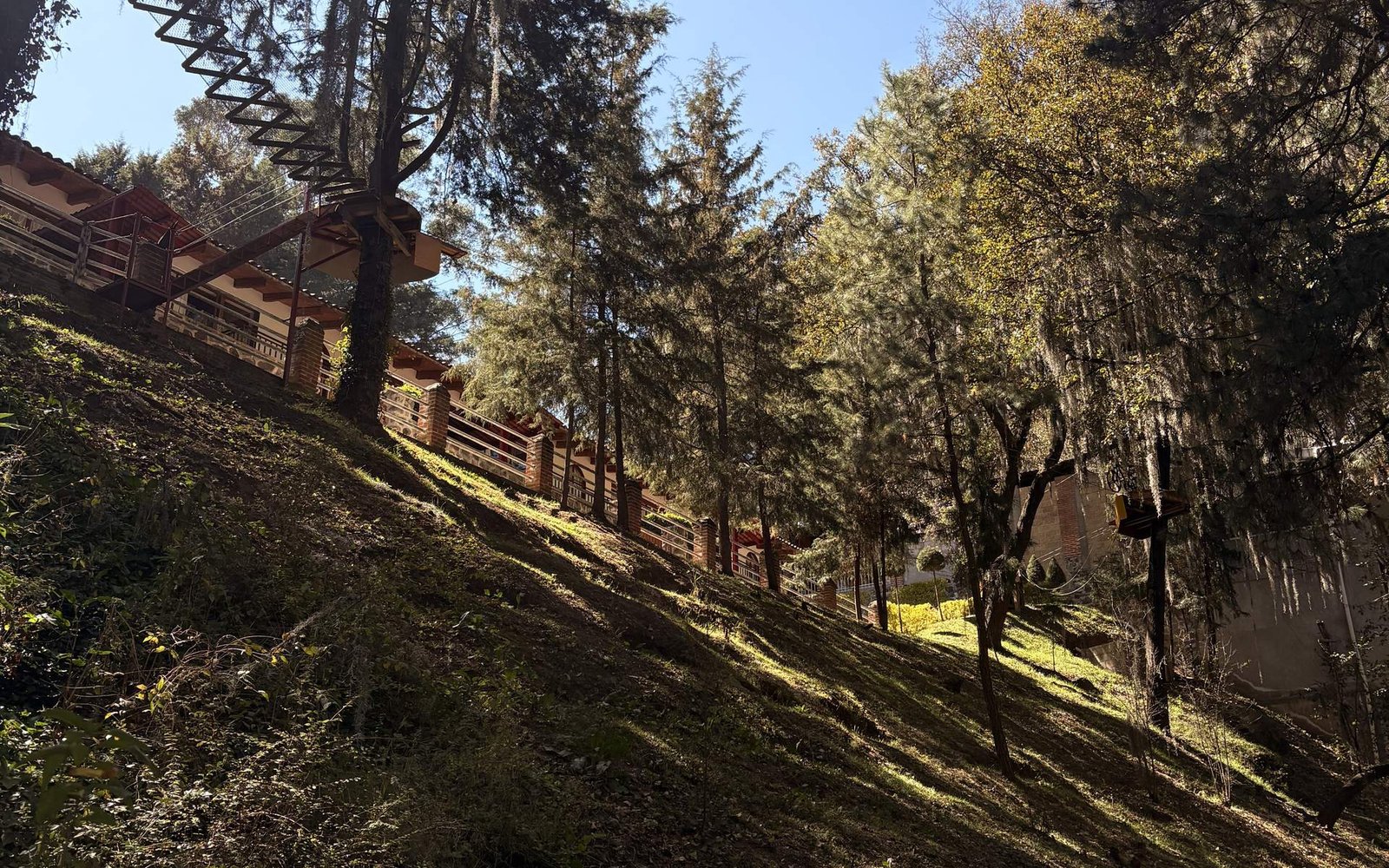 Ladera del bosque de pinos del complejo, con luz de atardecer